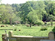 Woodlands