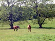 Horses